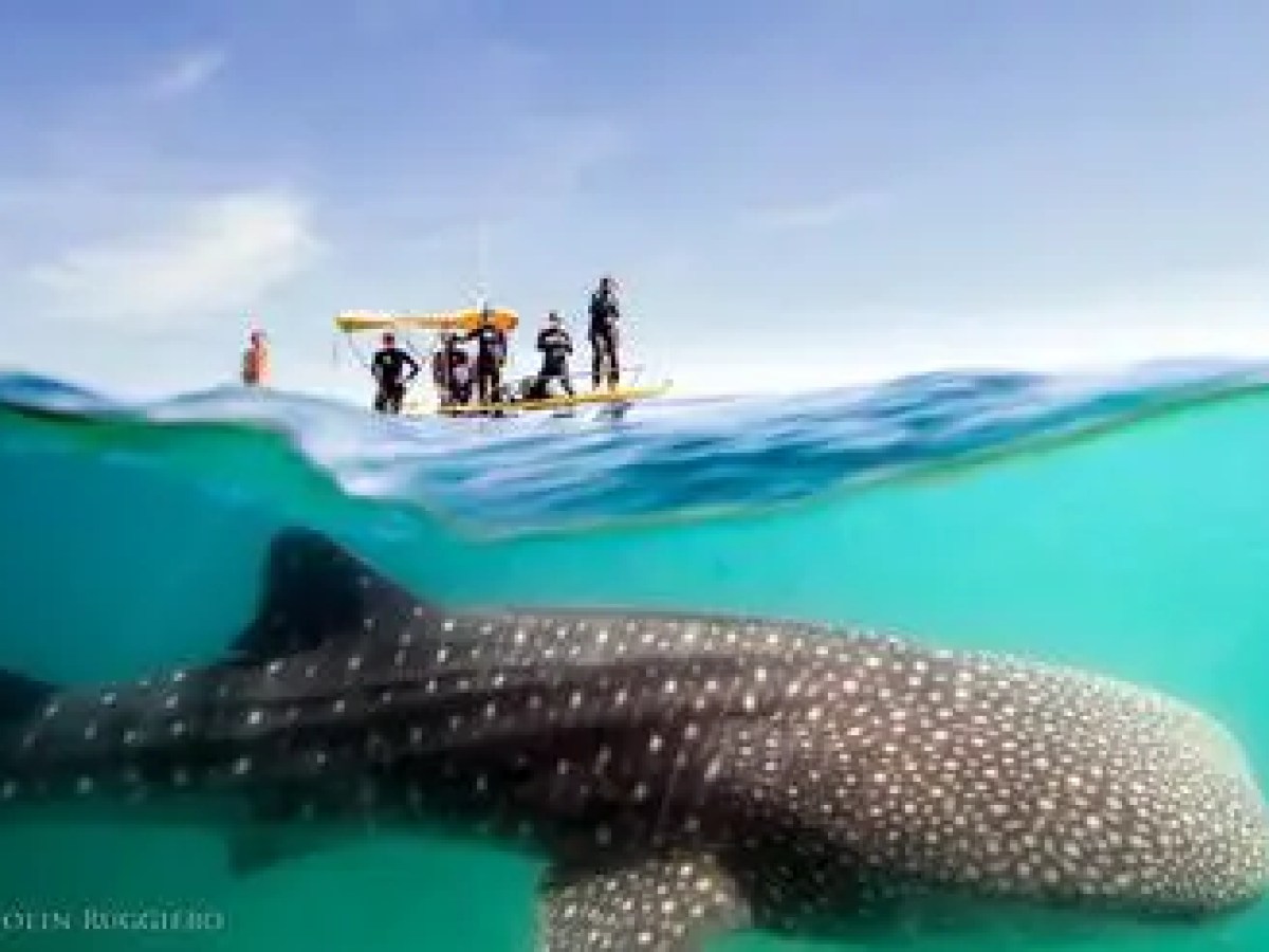 Explore all of Cape Cod's oceans with RideAway Adventures Cape Cod Tours