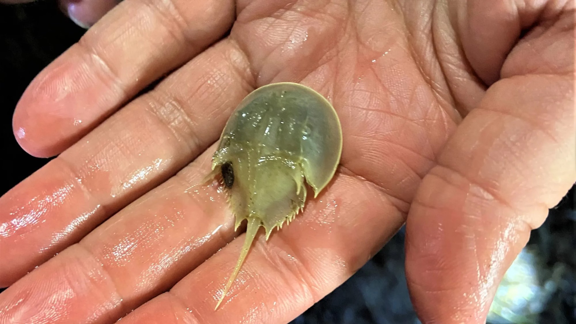 A baby horseshoe crap showing Cape Cod preservation is essential to keeping our environment safe
