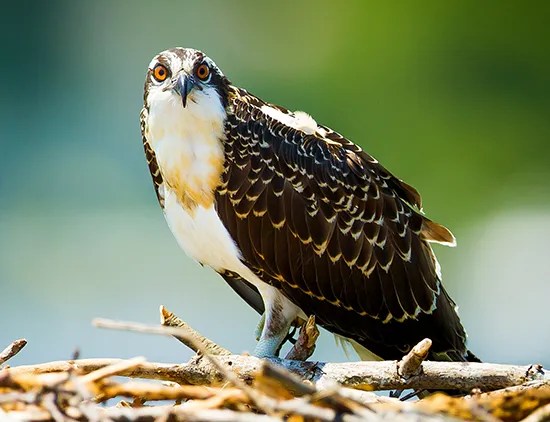 118455-004-C07B0CCE An osprey on Cape Cod sitting in its nest, being viewed from a kayak tour with RideAway Adventures